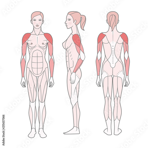 Fotografia Figure of the woman, the scheme of the basic trained muscles