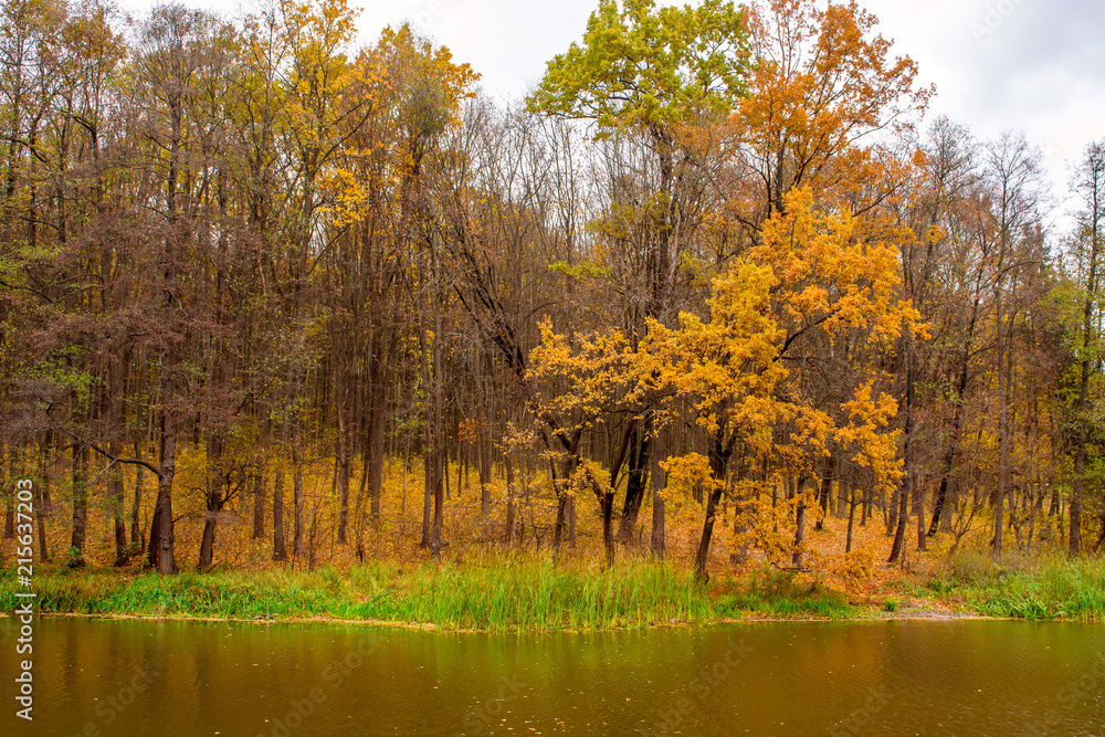 Photo of orange autumn forest with leaves near the lake