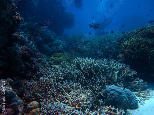 Fototapeta Naklejka Na Ścianę i Meble -  Diving the Great Barrier Reef