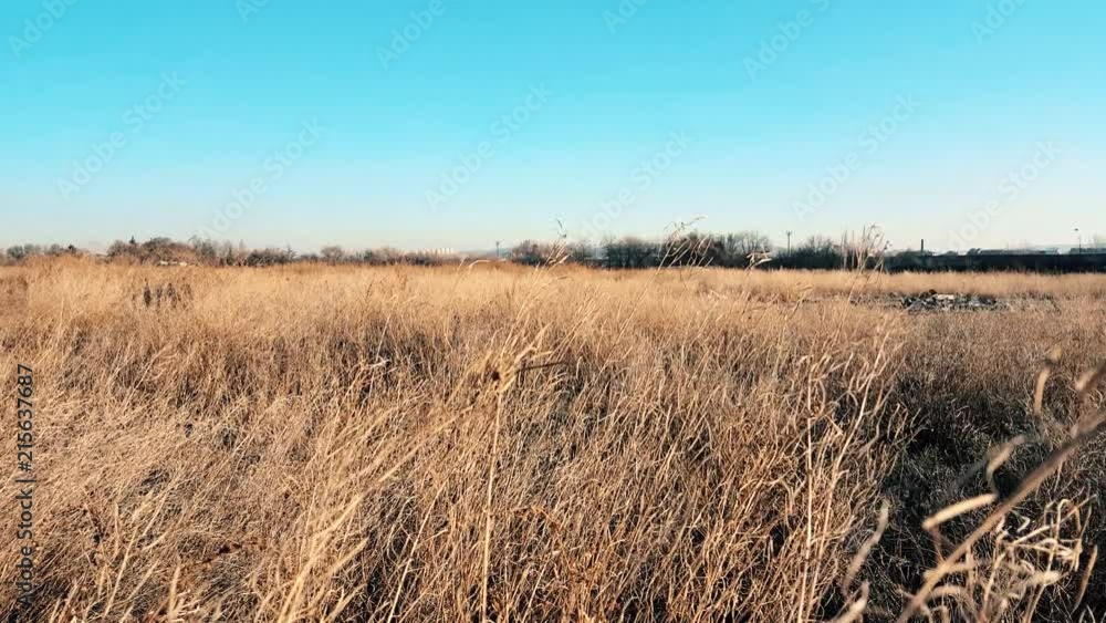 Field with dry summer vegetation against a deep blue sky with a flying bird in Eskisehir, Turkey Field with dry summer vegetation against a deep blue sky with a flying bird in Eskisehir, Turkey