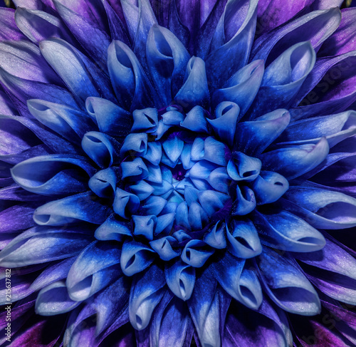 Photo of close-up abstract flower background