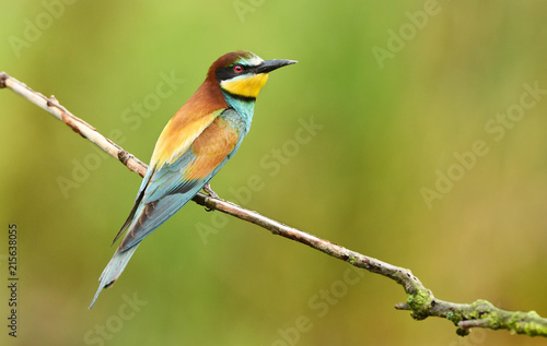 European bee eater (Merops apiaster)