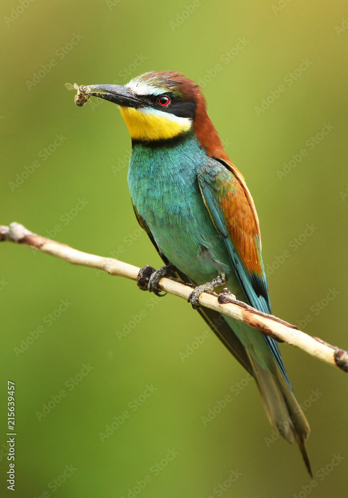 Obraz premium European bee eater (Merops apiaster)