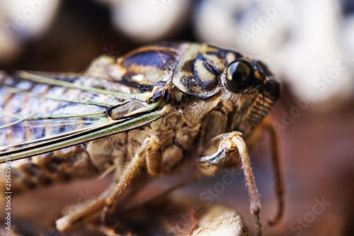 ağustos böceği, macro