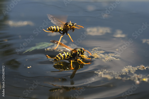 the wasp sat down on the surface of the water to quench your thirst, and the second flies over it on a hot, summer, sunny day