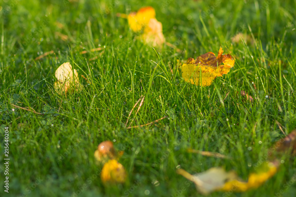 Fresh green grass with dew drops close up. fallen autumn yellow leaves on Green grass background. grass in forest after rain. selective focus. Copy space. Side view. Fresh green grass with dew drops close up. fallen autumn yellow leaves on Green grass background. grass in forest after rain. selective focus. Copy space. Side view.
