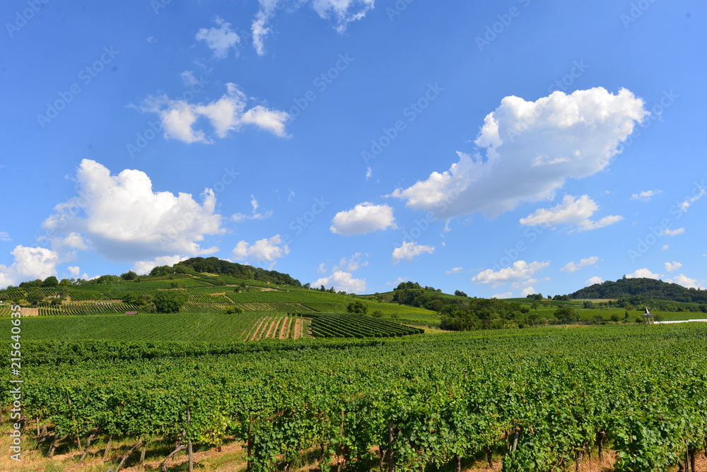 Weinberg in Heppenheim an der Bergstraße