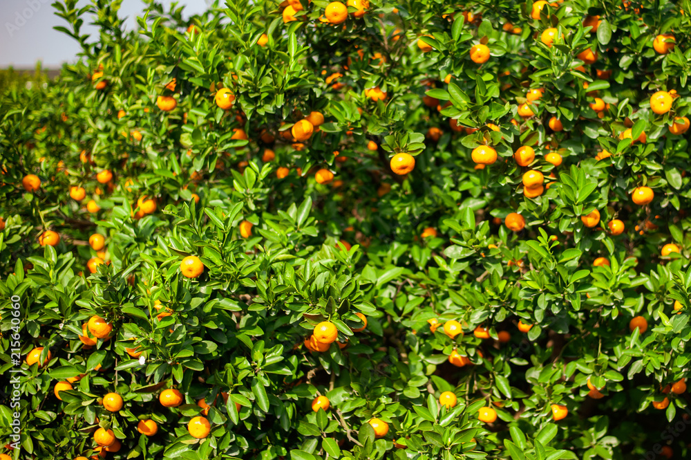 Mandarin orchard with ripe tangerine fruits Mandarin orchard with ripe tangerine fruits