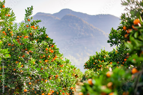 Mandarin orchard ready to be harvested