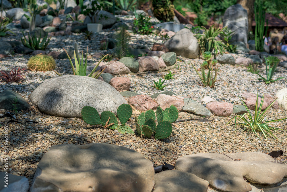 succulents planted among the stones in the Park succulents planted among the stones in the Park