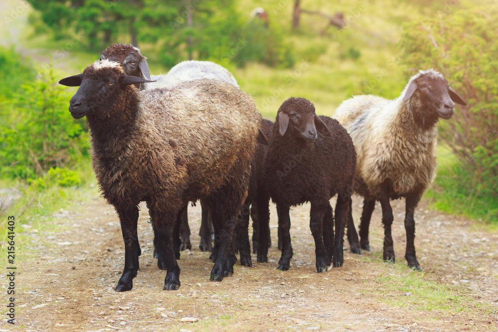  Group of black breed sheep lambs on mountain road outdoors