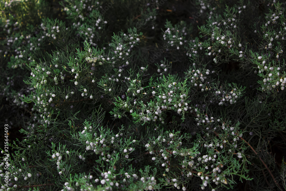 Small flowers on the fir