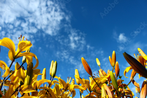 Yellow day-lily on blue sky background. Bright yellow hemerocallis, lily with empty space for text on blue background. Horizontal view.