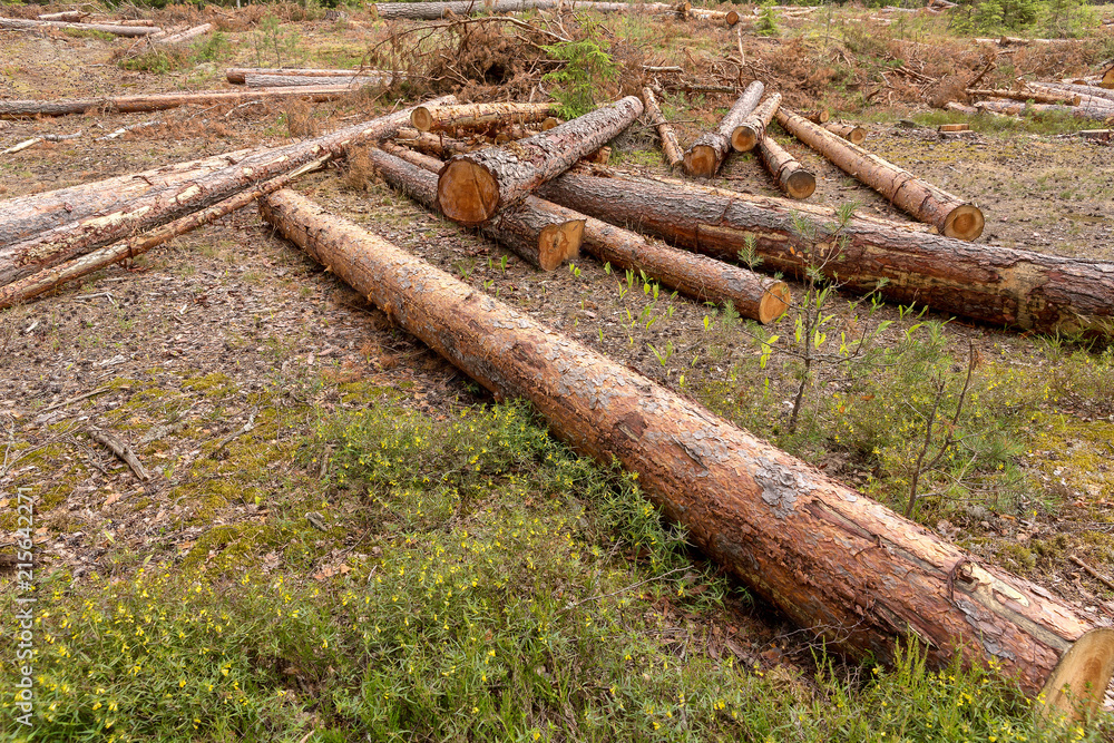 eforestation and Industrial tree logging eforestation and Industrial tree logging
