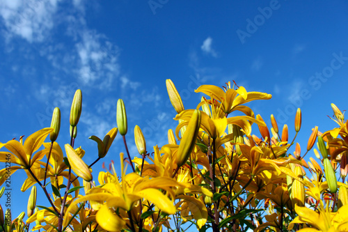 Yellow day-lily on blue sky background. Bright yellow hemerocallis, lily with empty space for text on blue background. Horizontal view.