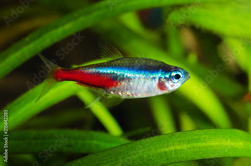 Obraz na plátně Neon tetra fish in aquarium.