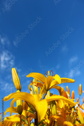 Yellow day-lily on blue sky background. Bright yellow hemerocallis, lily with empty space for text on blue background. Vertical view.