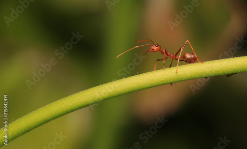 Ants are signaling fear to the enemy if they are near may hurt.	 photo