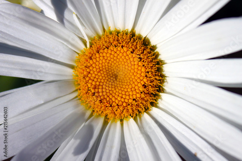 Close-up flower of white camomile. Horizontal view.