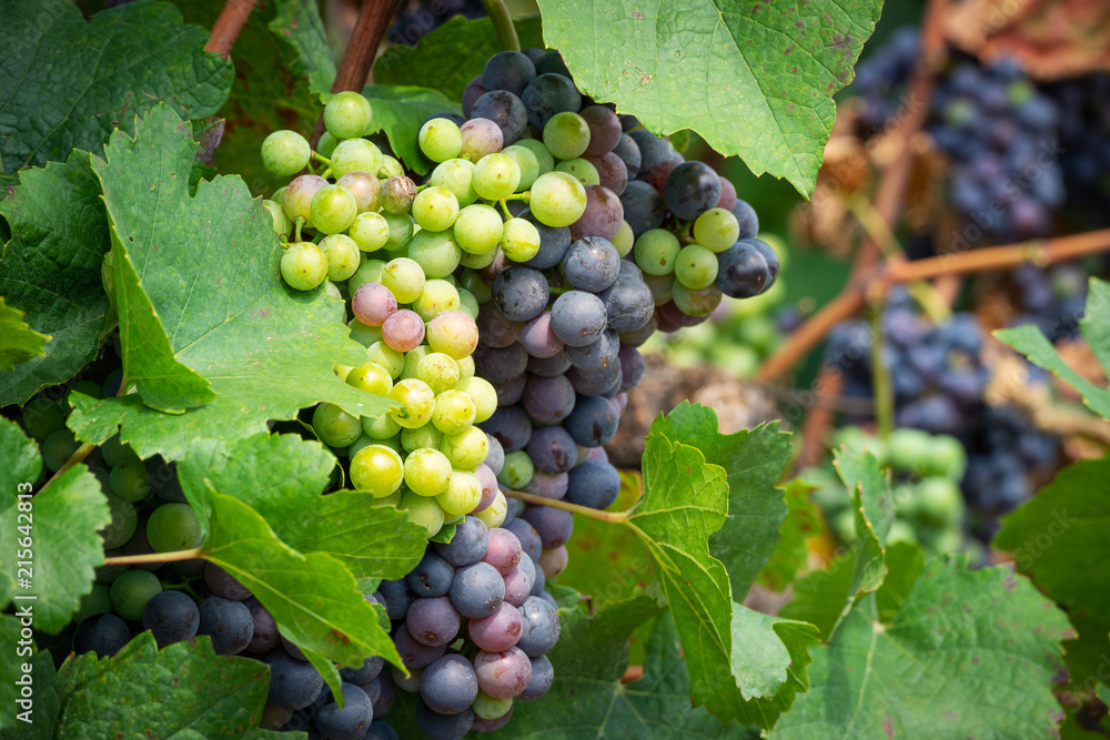 Weinreben mit blauen Trauben