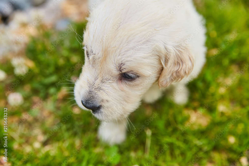 Golden Retriever Puppy Dog Adorable Golden Retriever Puppy Dog Adorable