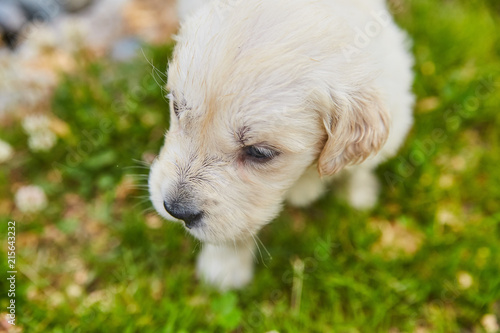 Golden Retriever Puppy Dog Adorable