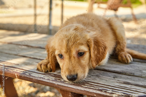 Puppy Golden Retriever Cute