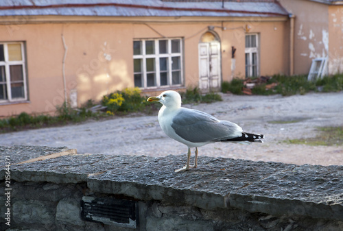 gull on the background of old houses. Tallinn. Estonia...