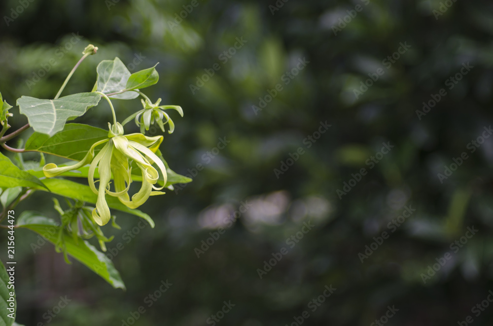 Champaca and sweet light on tree green background Champaca and sweet light on tree green background