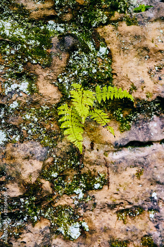 Rock Moss Detail