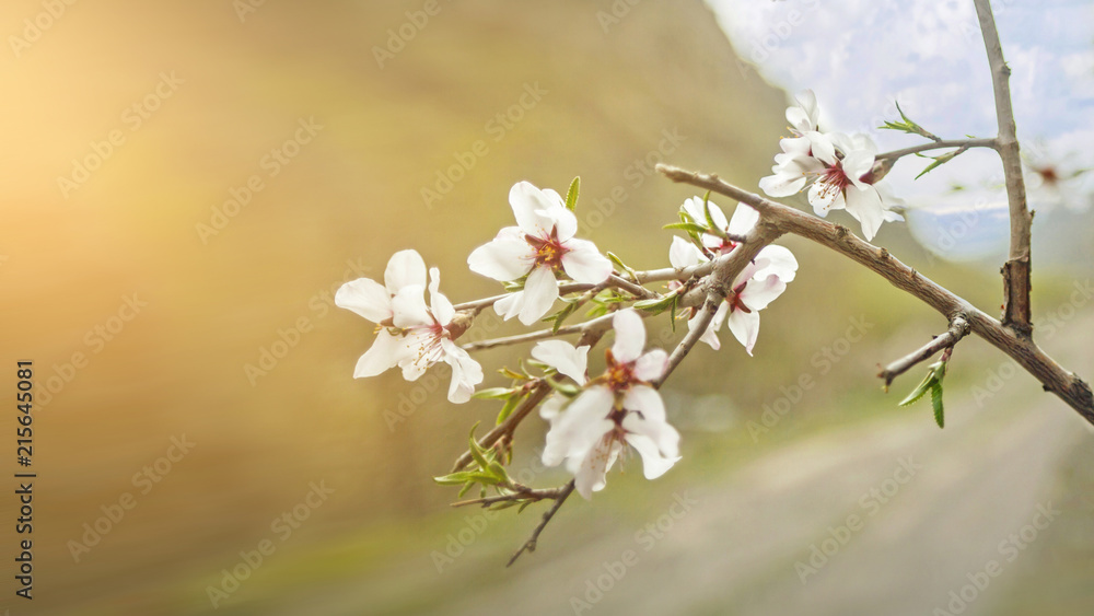 Obraz premium Cherry blossoms