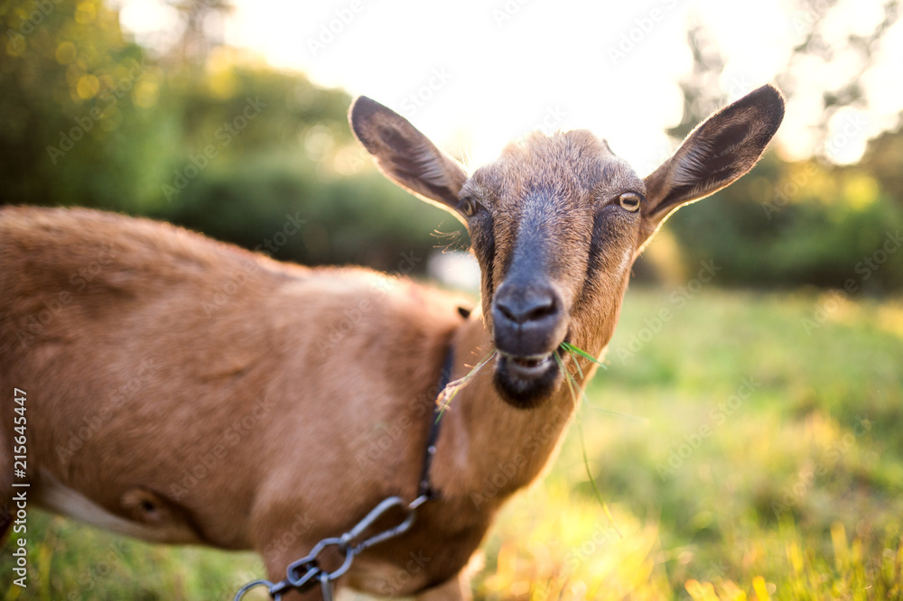A close-up of a goat outdoors on a meadow at sunset.