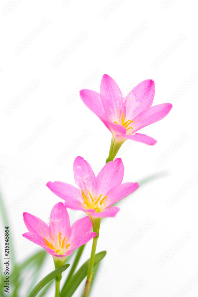 purple rain lily flower on white background.