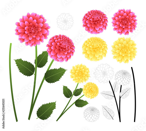 Fototapeta Naklejka Na Ścianę i Meble -  Pink and Yellow Dahlia with Outline