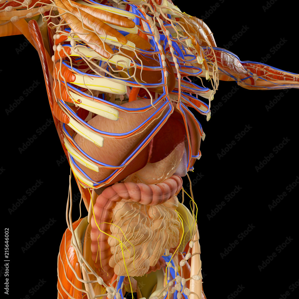 Corpo umano, sistema muscolare, persona, apparato digerente, anatomia.  Organi interni. 3d rendering Stock Illustration
