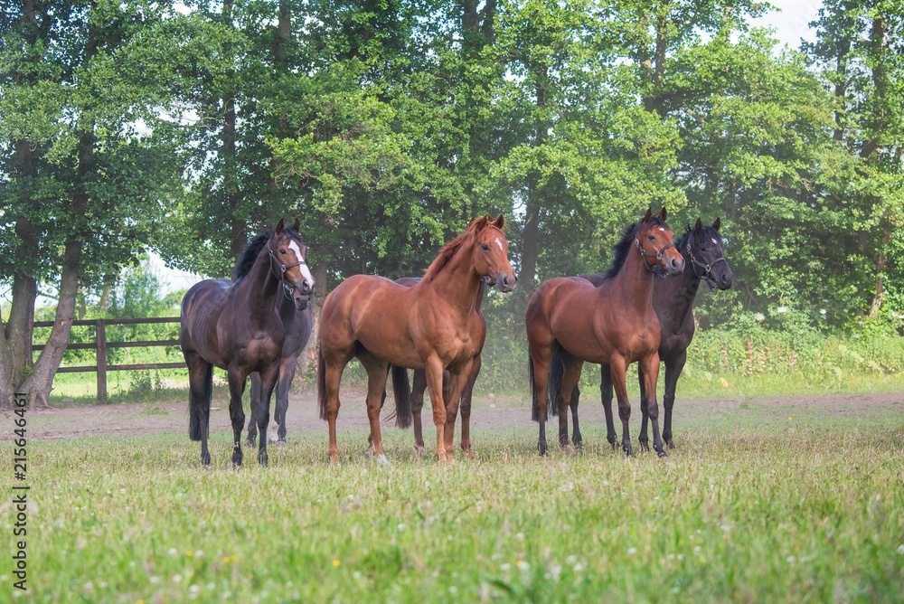Fototapeta premium Racehorses enjoying the Summer sunshine