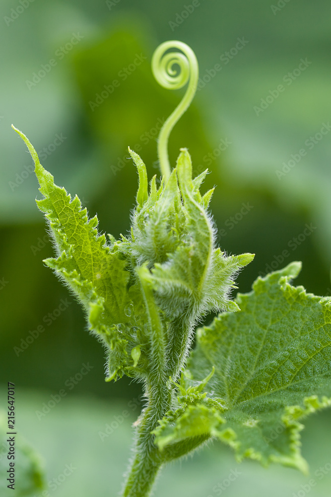 Cucumber ovary with droplets of moisture closeup Cucumber ovary with droplets of moisture closeup