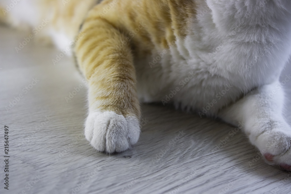 Ginger cat claws Ginger cat claws