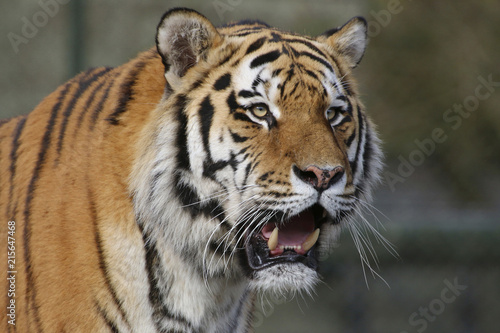 Sibirische Tiger  Panthera tigris altaica  oder Amurtiger  Ussuritiger