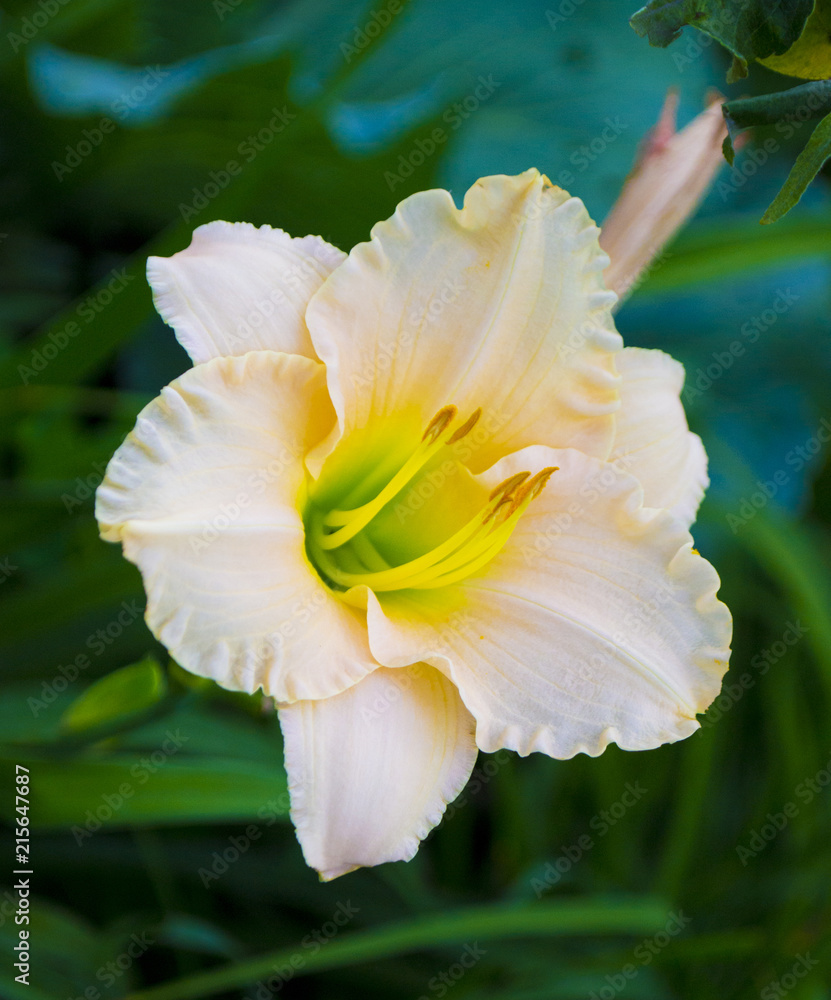 Fototapeta premium lily flowers close-up