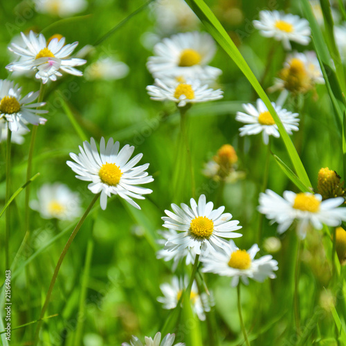 White daisies