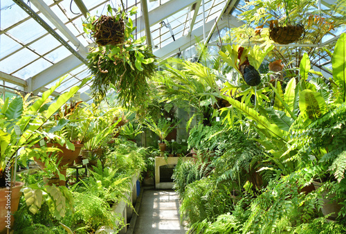 Fotografie Glasshouse full of green ferns