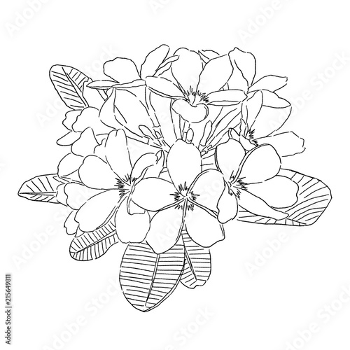black and white hand drawn plumeria flower vector illustration