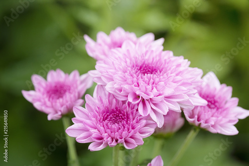 Pink Chrysanthemum flowers in plantation