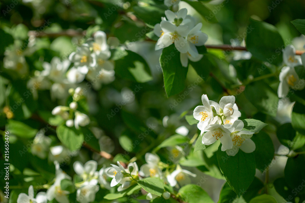 Beautiful blooming jasmine branch with white flowers. Beautiful blooming jasmine branch with white flowers.