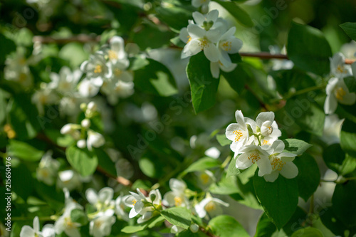 Beautiful blooming jasmine branch with white flowers. © Roman Rvachov