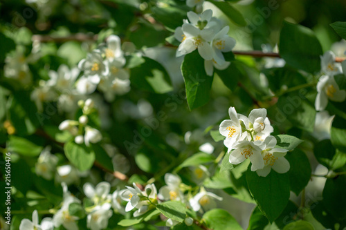 Beautiful blooming jasmine branch with white flowers.