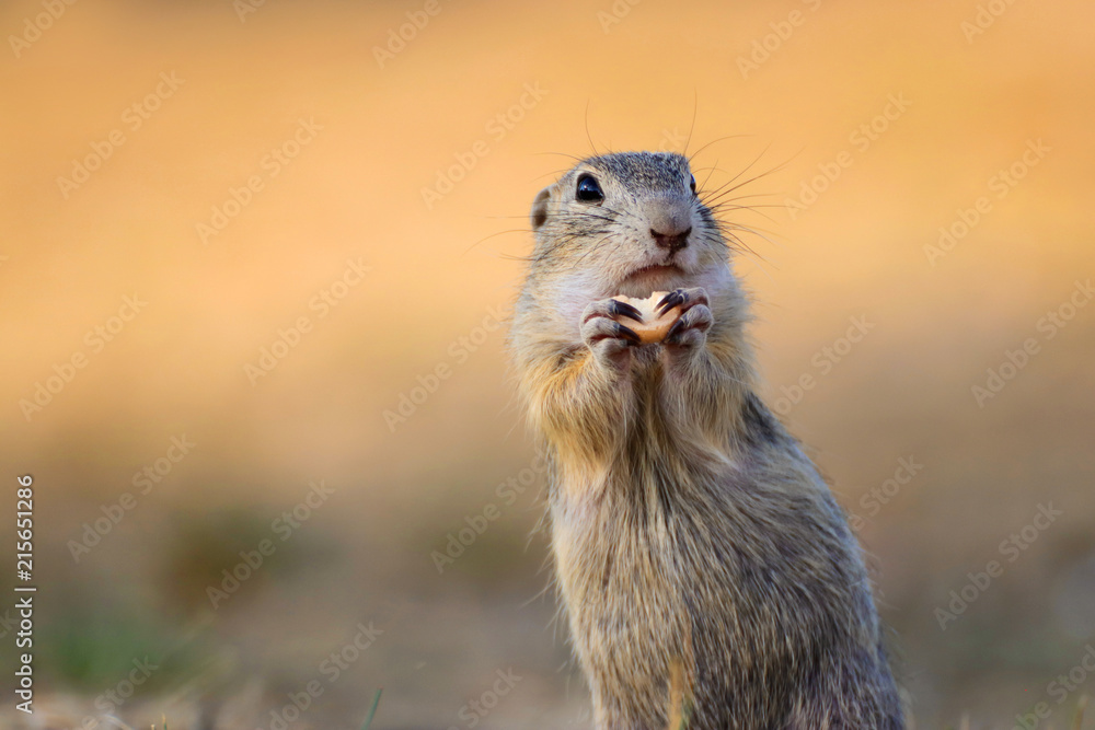 Cute European ground squirrel, suslik (Spermophilus citellus) фотография  Stock | Adobe Stock