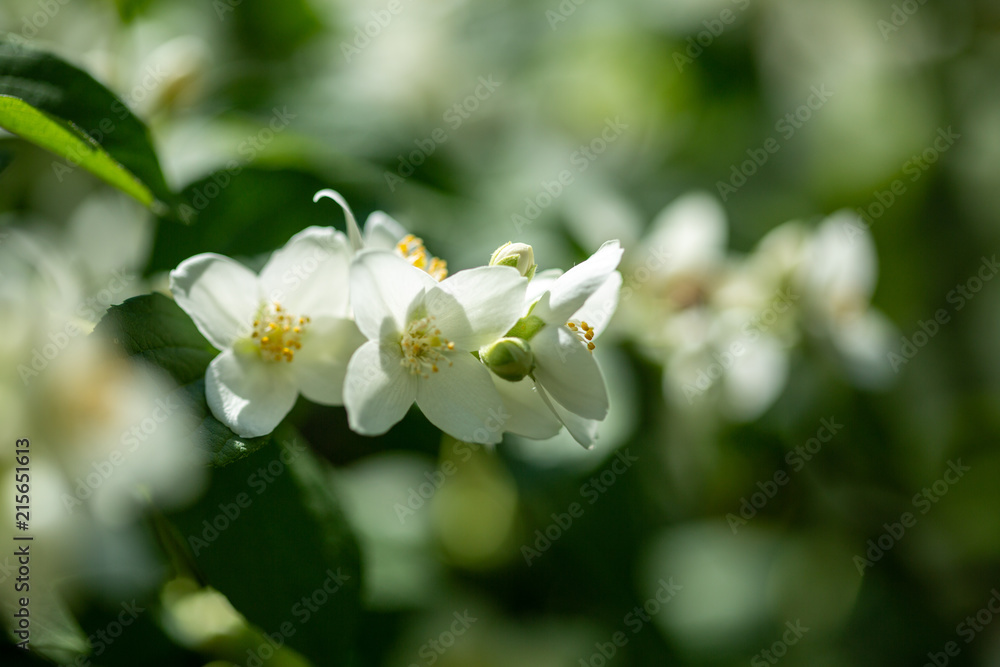 Beautiful blooming jasmine branch with white flowers. Beautiful blooming jasmine branch with white flowers.