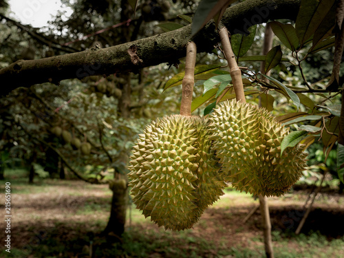  Durians Hanging on The Tree © wichatsurin